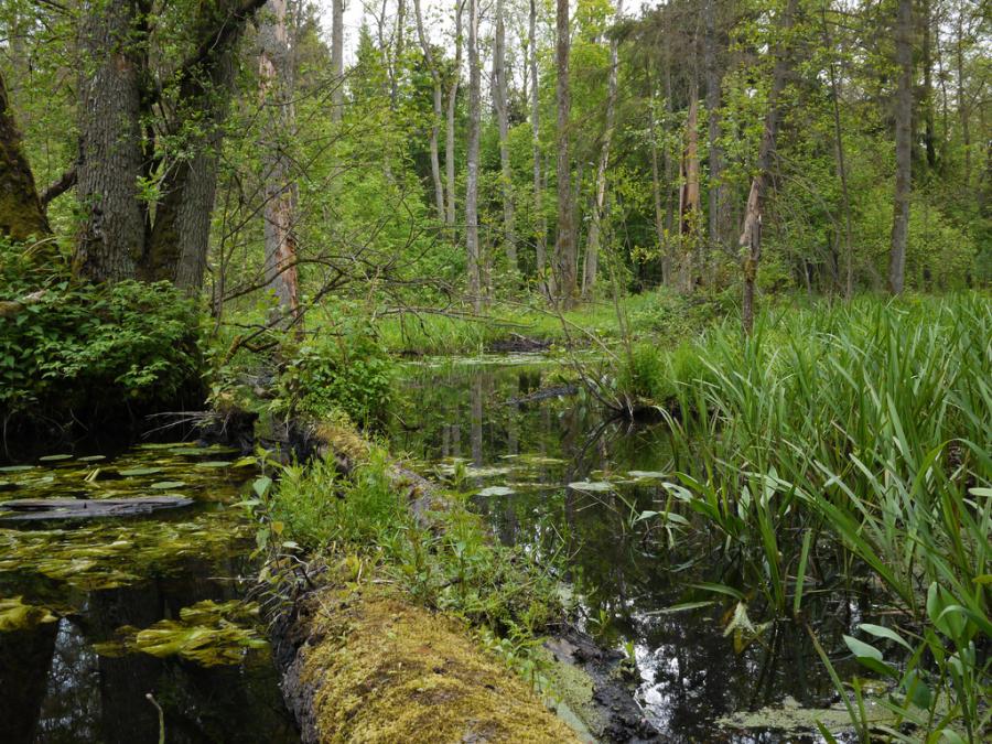 Jedyny Polski Park Narodowy Wpisany Na Listę światowego Dziedzictwa Unesco Polskie zabytki na liście UNESCO - zdjęcie 2